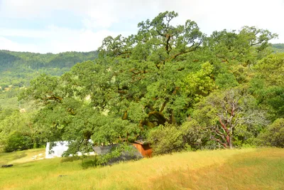 DSC_6810 (Large).JPG